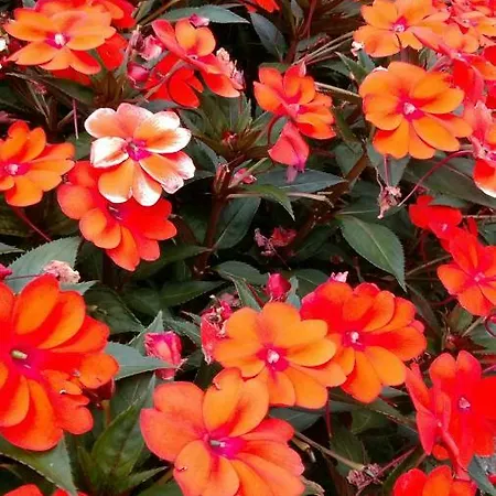 Gardablick アパート